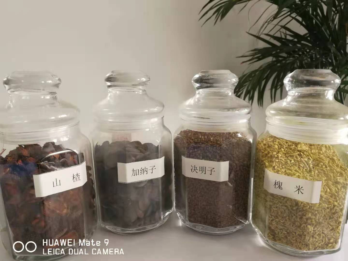 广东冷榨油茶籽油