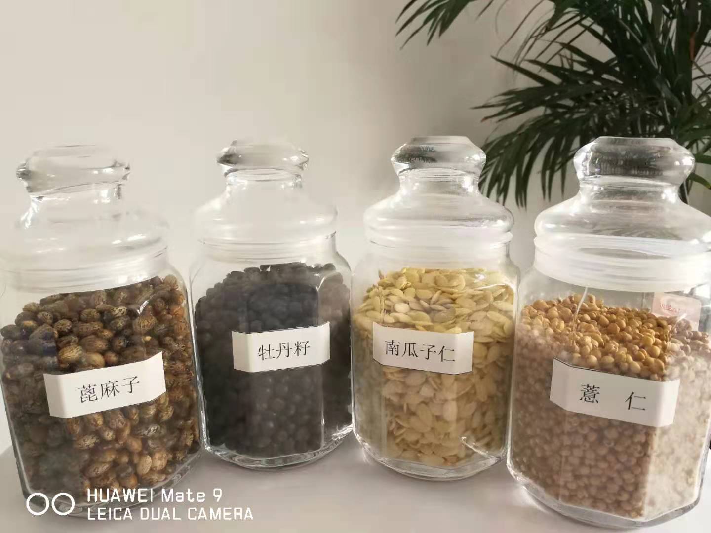 广东牡丹籽油散油
