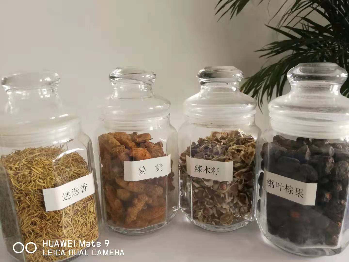 广东山茶籽油散油